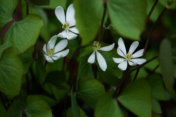 Twinleaf