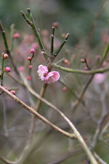 満開の梅の花