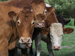 Herd Of Cows