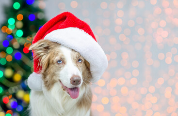 Happy Border collie wearing red santa hat. Festive background with christmas tree. Empty space for text