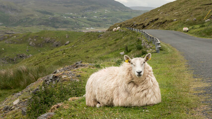 Obraz premium Irish sheep with a very thick coat of wool lying besides a road with in the background some mountains in Donegal, Ireland