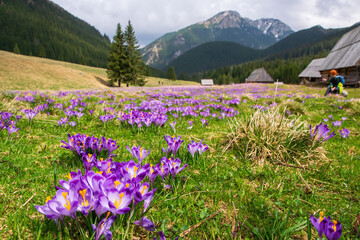 Fototapeta premium Beautiful blooming crocuses in Chocholowska Clearing, Tatra Mountains, Poland