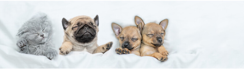 Funny pets sleep together under a white blanket on a bed at home. Top down view. Empty space for text