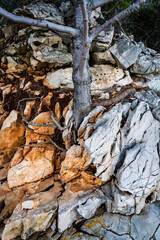 Tree growing between rocks, Island of Iz, Zadar archipelago, Dalmatia, Croatia
