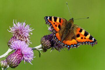 Butterfly on a thistle