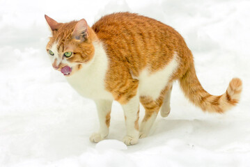 Red-and-white domestic cute cat on a winter walk. 