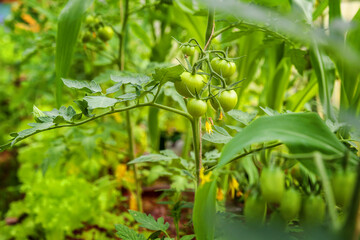 Gardening and agriculture concept. Organic tomatoes growing in greenhouse. Greenhouse produce. Vegetable food production.