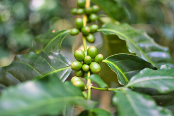 Close-up of a coffee plant and crop, with green beans and leafs
