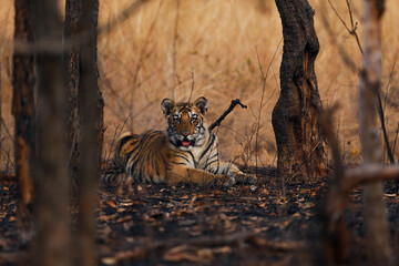 tiger cubs in the wild with mother 