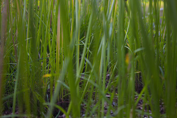 Fototapeta na wymiar close - up green Lawn field. focus out leaves and stem.