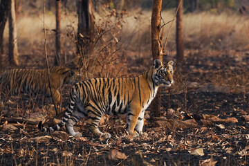 tiger cub in th wild 