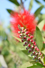 Crimson bottlebrush