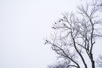 flock of birds on a high tree in the park. Bare tree branches