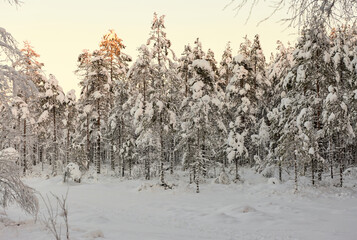 winter landscape in the forest