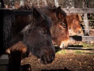Fototapeta premium Close up of two ponies and a mule sleeping.