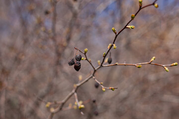 large horizontal photo. Nature. Ecology. spring time. Environment. Hawthorn bush in spring. Not yet blossoming buds and old dried fruits on one branch. Old and new.