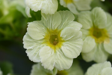 Poison primrose