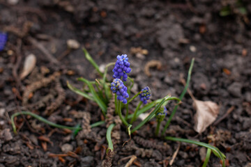 Large horizontal photo. background. Nature. Ecology. two small purple flowers on a background of brown earth. Sunny day. Summer time. First spring flowers.
