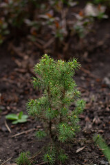 large horizontal photo. Nature. Ecology. spring time. Environment. First spring foliage. Small green leaves on the tree. Sunny day. New nature. After the winter.