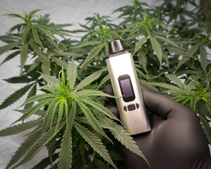 electronic pocket vaporizer in hand against the background of a hemp bush