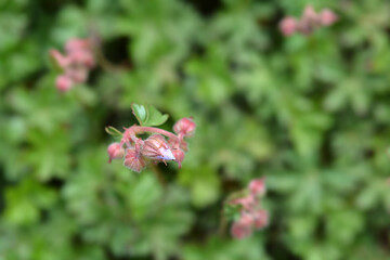 Dalmatian cranesbill