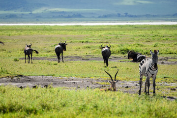 Fototapeta na wymiar Several wildebeests, a zebra and an impala in the savannah. Short grass and mud.