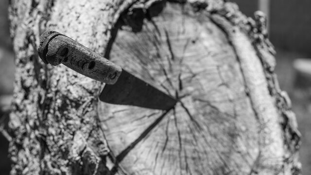 Knife stuck in the center of a tree in black and white