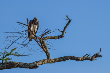 Bird of prey sitting in a dead tree in the savannah.
