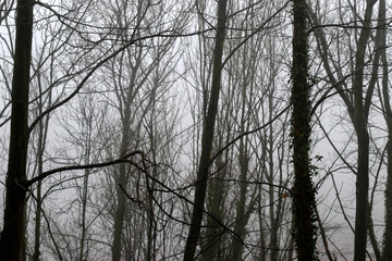 Tree in a winter day