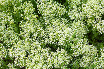 large horizontal photo. Nature. Ecology. Spring time. Background. Environment. First spring flowers. small white flowers. There are a lot of buds of medical flowers.