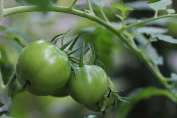 栽培中のトマト
