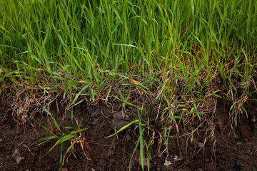 green grass with in soil isolated. Environment background. large horizontal photo. Russia. Soil - Sectional View. wheatgrass herb with roots in the bud. The structure of the root system of plants.