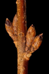 Garden Forsythia (Forsythia x intermedia). Lateral Flower Buds Closeup