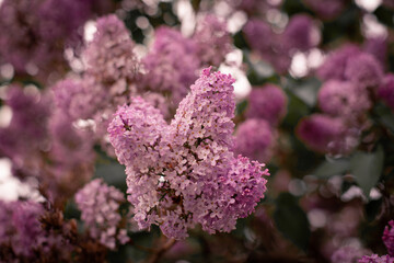 large horizontal photo. Nature. Ecology. spring time. Environment. First spring foliage. Lilac bush. Pink lilac. Large tubers of flowers. Spring flowers. Perfume. Spring. After the winter.