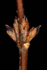 Garden Forsythia (Forsythia x intermedia). Lateral Flower Buds Closeup