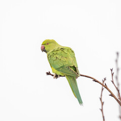 Ring Necked Parakeet on a Twig with White Background
