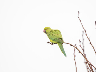 Ring Necked Parakeet on a Twig with White Background (sky)