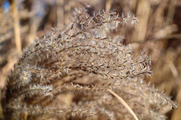 Pampas Grass in full bloom in winter
