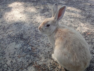 ウサギを見つけた