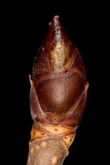 Horse-Chestnut (Aesculus hippocastanum). Terminal Bud Closeup