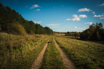 path in the field towards the trees