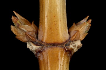Perfoliate Honeysuckle (Lonicera caprifolium). Lateral Buds Closeup