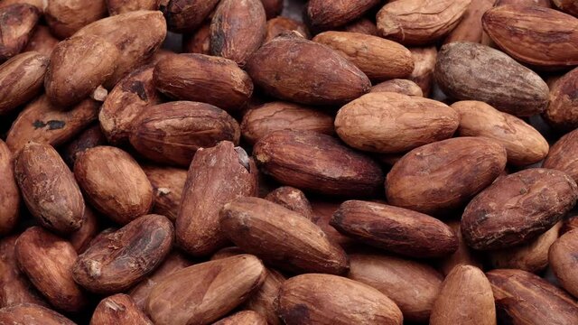 rotating cocoa beans background close up