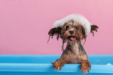 Cute Yorkshire Terrier having bath with foam on head. Smiling dog after bath showing tongue. Pet...