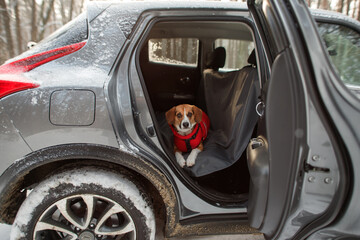 the dog sits in the car on a protective cover