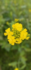 Obraz premium yellow flower