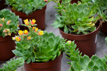 Succulent plants. Echeveria plant blooming. Cultivated cacti plants. Wild succulent.