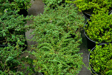 Thyme plant. Organic fresh herb. Thymus vulgaris herbal plant. Fresh foliage. Garden, park or wild...