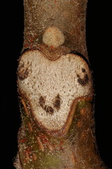 Manchurian Walnut (Juglans mandshurica). Lateral Bud Closeup