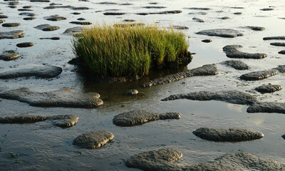 New growth in the Wadden Sea